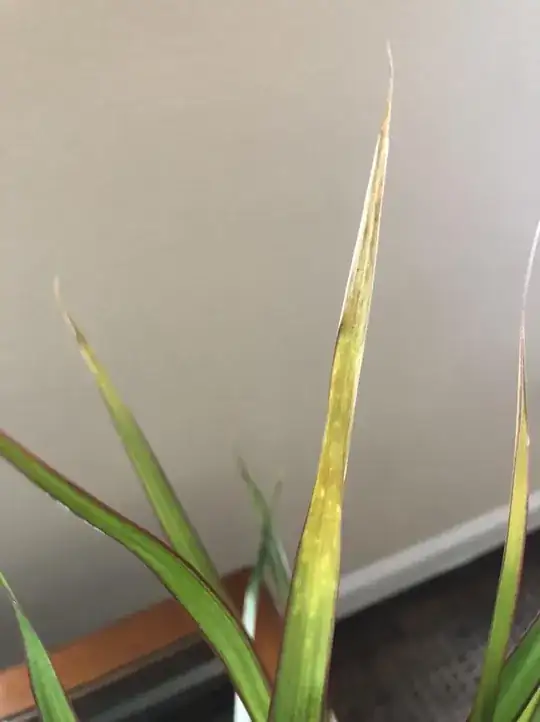 Leaves