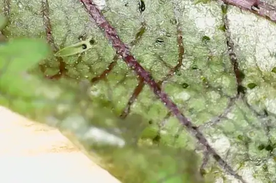 live insect chewing on my leaf