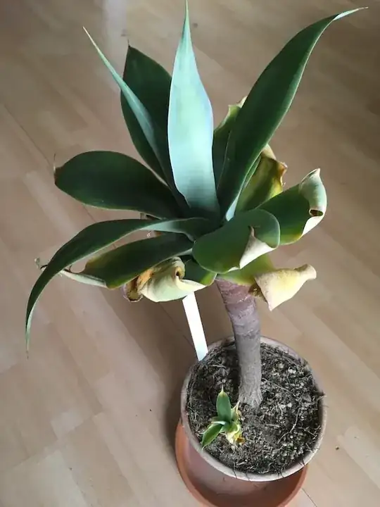 bottom of stalk and pot
