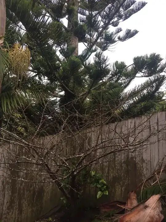 Pine tree with the same issue