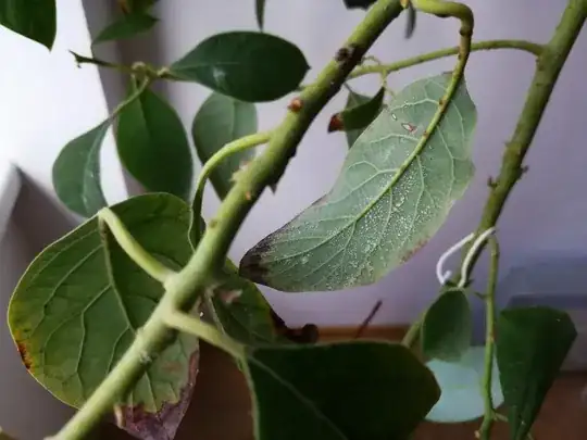 Avocado leaf white deposits