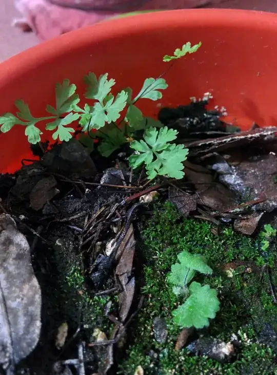 My flower pot 