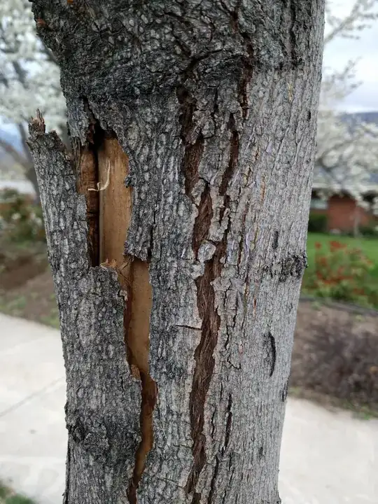 Trunk of tree 2