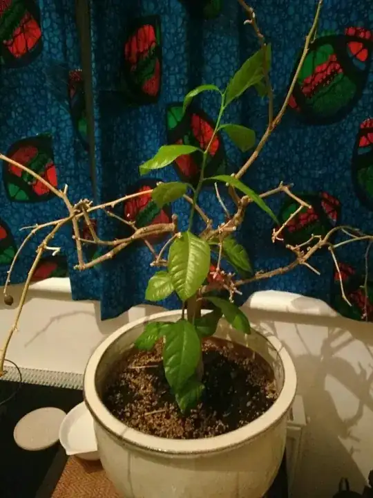 plant