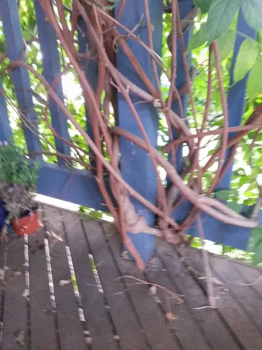 Plant pic