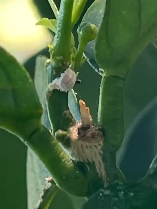 bug on lemon tree