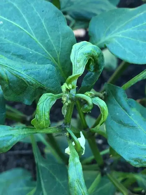 Closeup of previously healthy plant