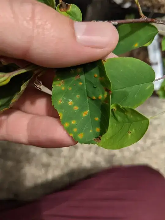leaf top