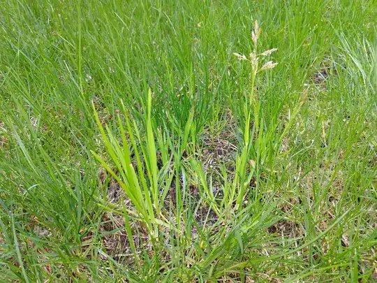 poa annua 2