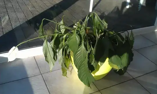 Unknown plant foto