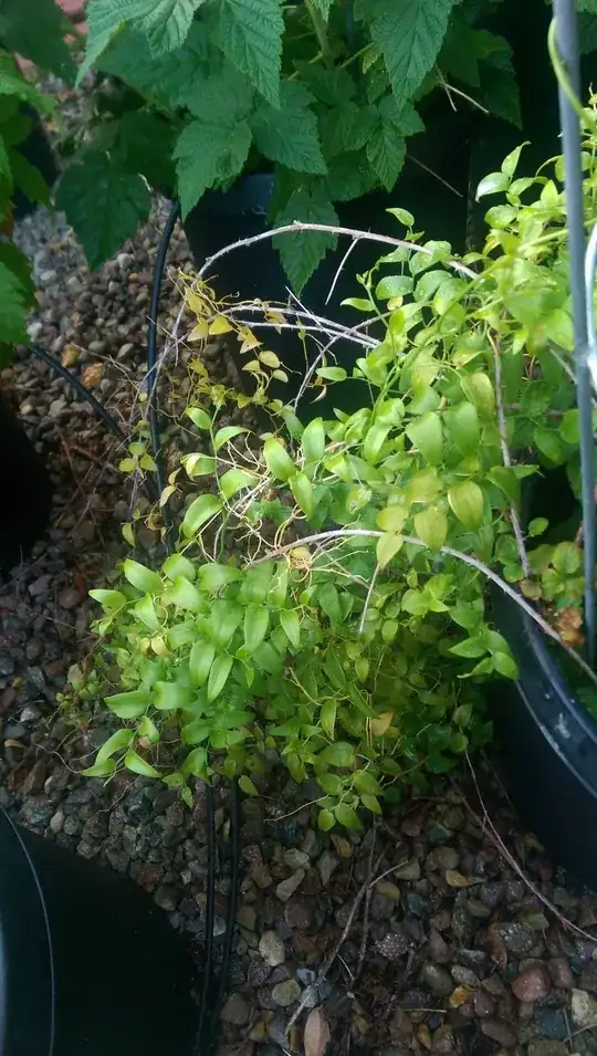 Mystery Berry Bush Leaves