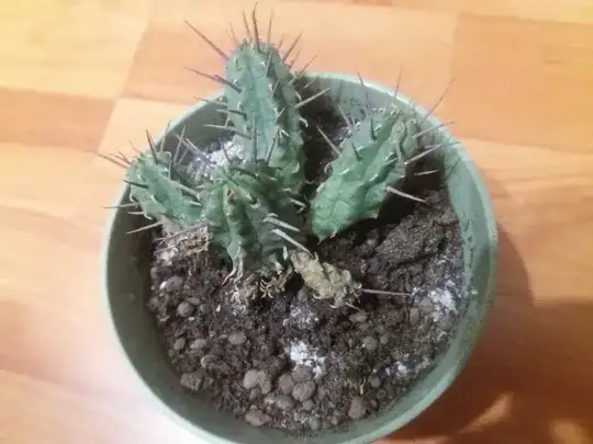 growing from the fruit
