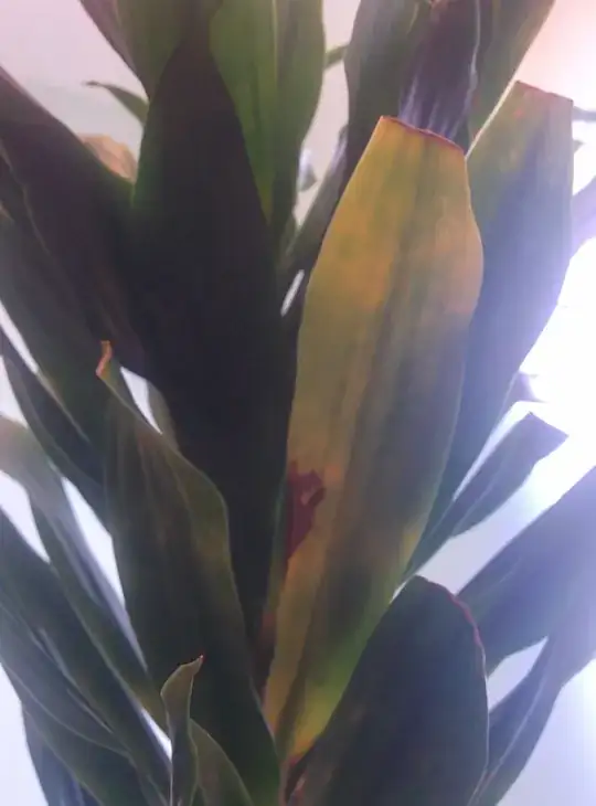 brown spots