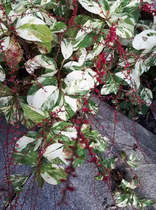 Shrub with white variegated leaves and fall blooming dainty crimson flowers, Windsor, Ontario, Canada