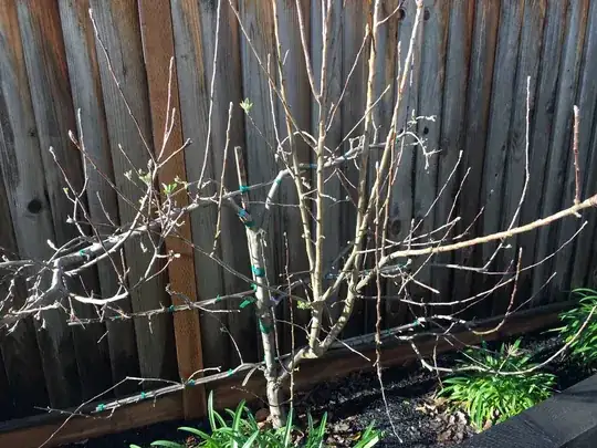 Apple Tree