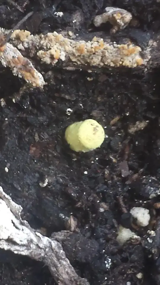 schefflera soil fungus closeup