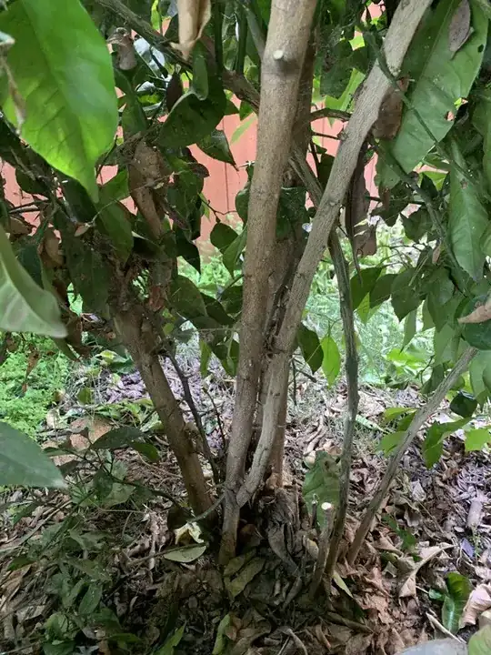 Trunk