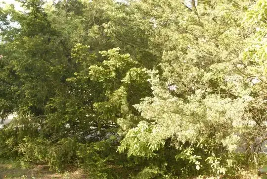 oak, whole