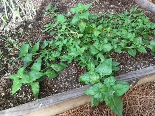 tomato plant leaves with tan spots and curling