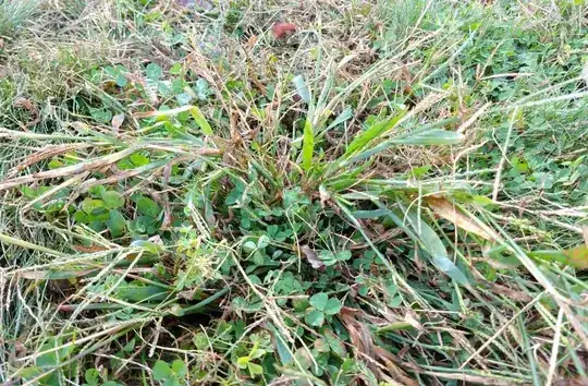 Crabgrass2