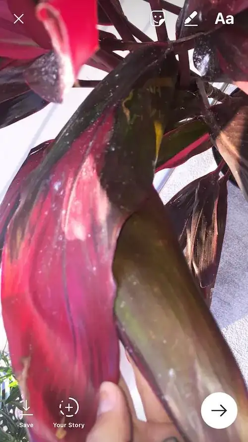 leaves that are starting to be affected