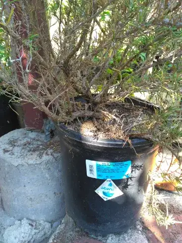 rosemary3