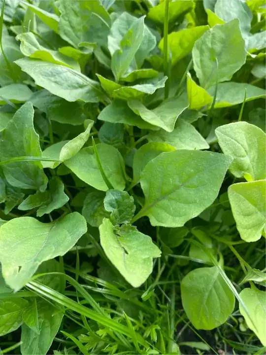 closeup of the weed