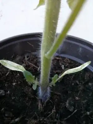 tomato cotyledons and shoots