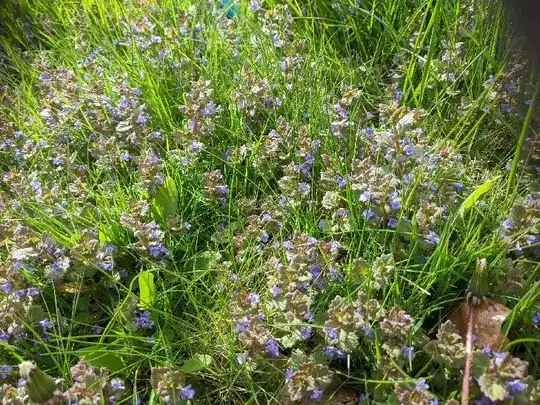 (Image: flowering ground cover with little purple flowers)