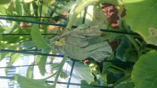 dry leaf