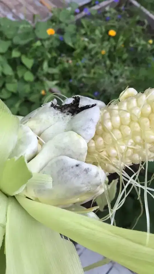 Corn?