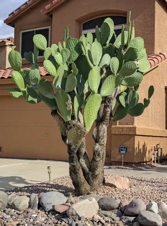 Opuntia ficus-indica