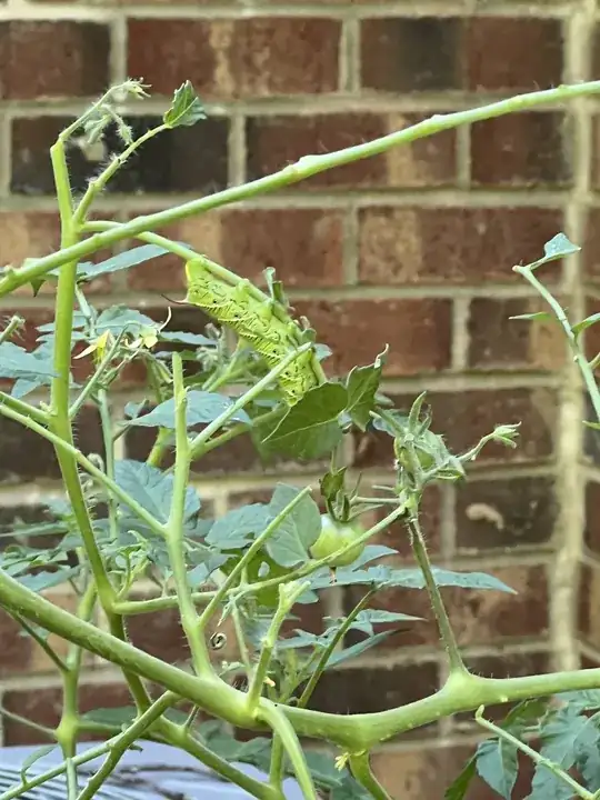 green caterpillar