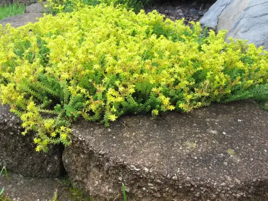 Stonecrop groundcover
