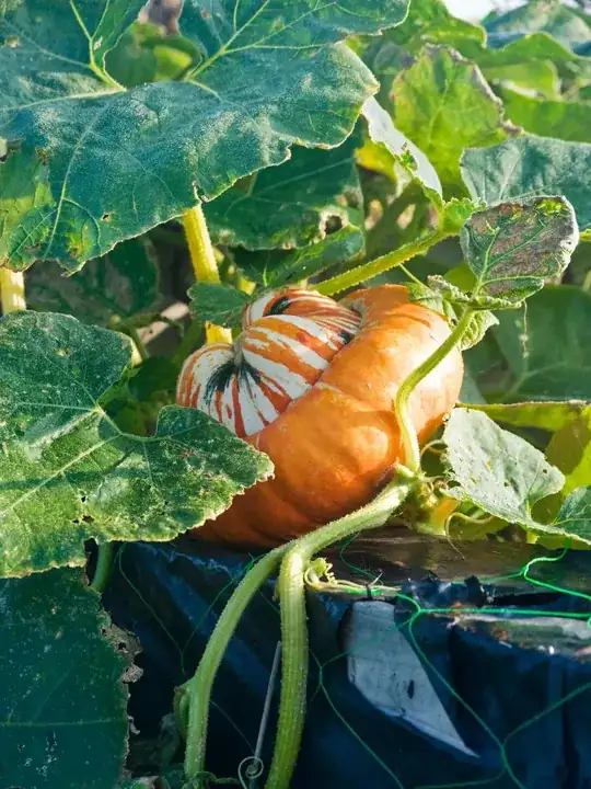 squash in a compost heap