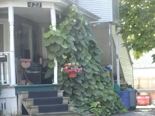 Mystery vine with large heart-shaped leaves