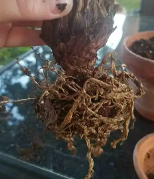 Roots