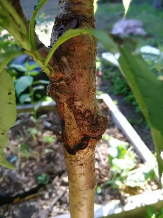 stem problem