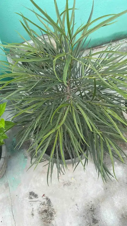 Pot plant with long thin leaves