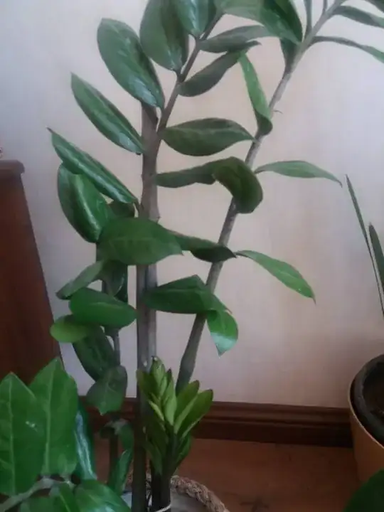 japanese blueberry
