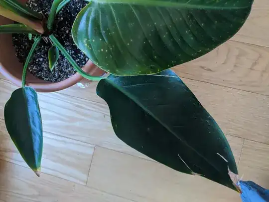 healthyleaves