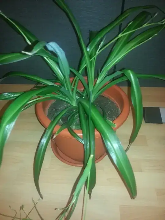 entire plant