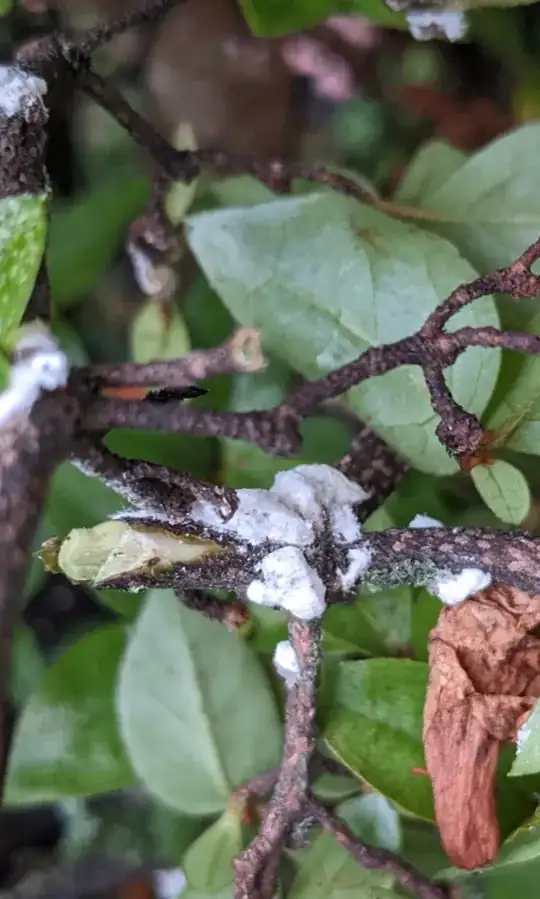 Image of white spots on bush