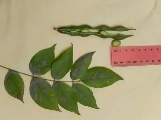 bean pod and leaves