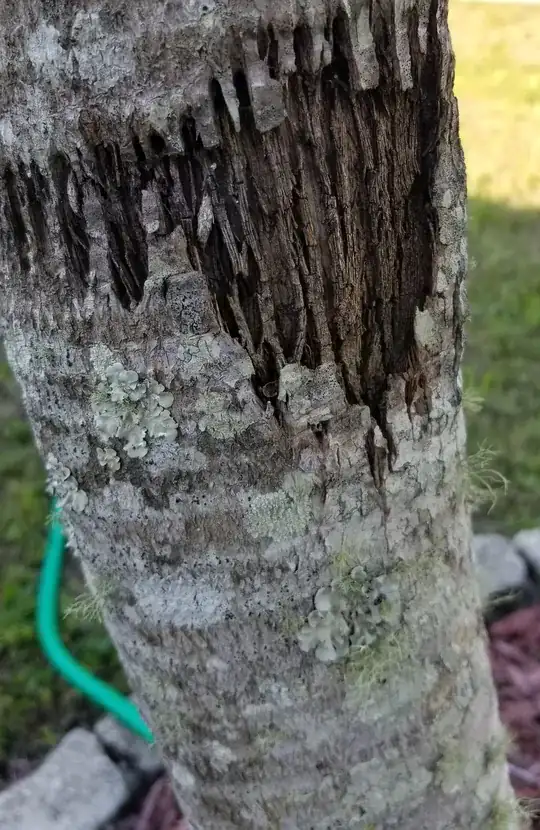 fungus 