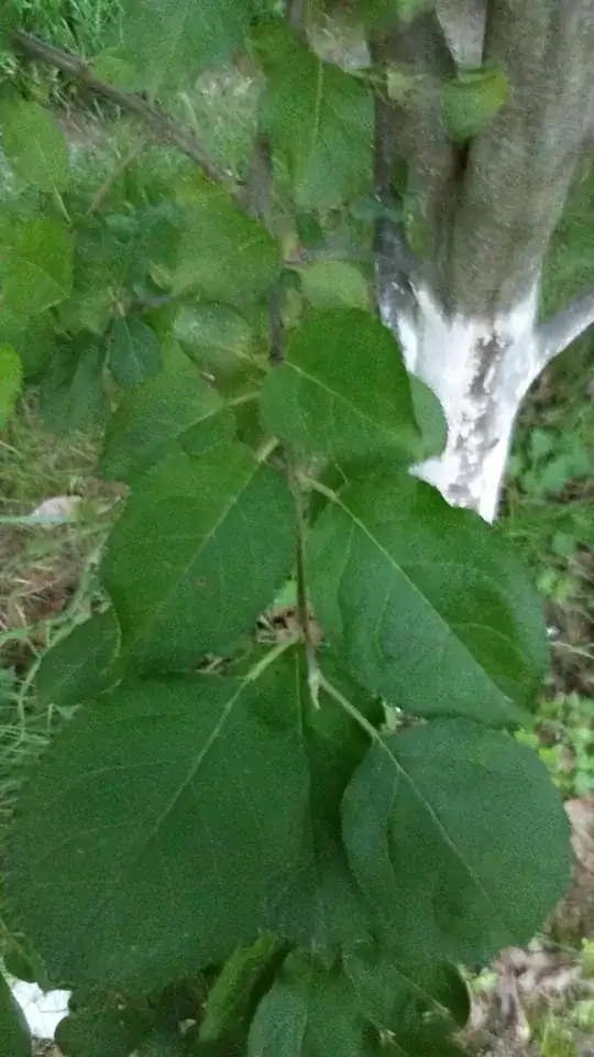 Picture of leaves