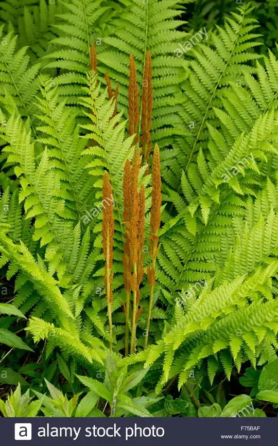 closer image of mature Cinnamon Fern