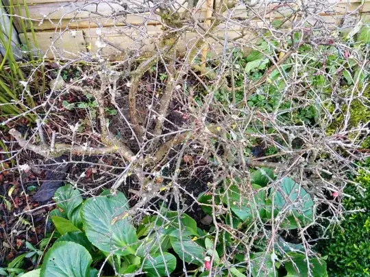 The small bush