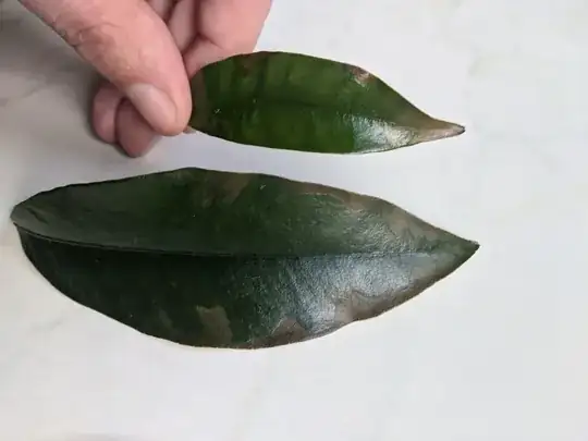 leaf2