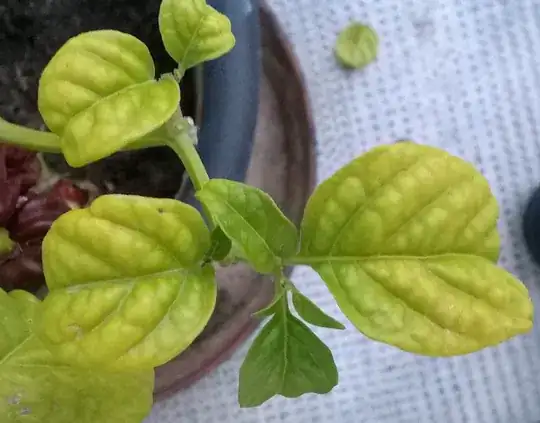 Yellow leaves